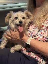 Found/Stray Male Dog last seen Merle and Roselle, Modesto, CA 95355
