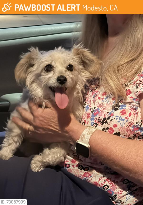 Found/Stray Male Dog last seen Merle and Roselle, Modesto, CA 95355