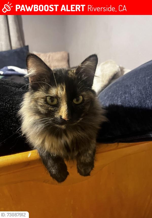 Lost Female Cat last seen Jurupa valley, Riverside, CA 92509