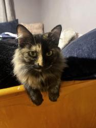 Lost Female Cat last seen Jurupa valley, Riverside, CA 92509
