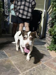 Reunited Female Dog last seen Stonecrest Dr, Antioch, CA 94531, USA, Antioch, CA 94531