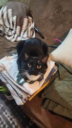 Reunited Male Cat last seen Near 26 ave se minneapolis como area, Minneapolis, MN 55414