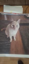 Lost Male Cat last seen Tanlaw Court, New Hanover County, NC 28412