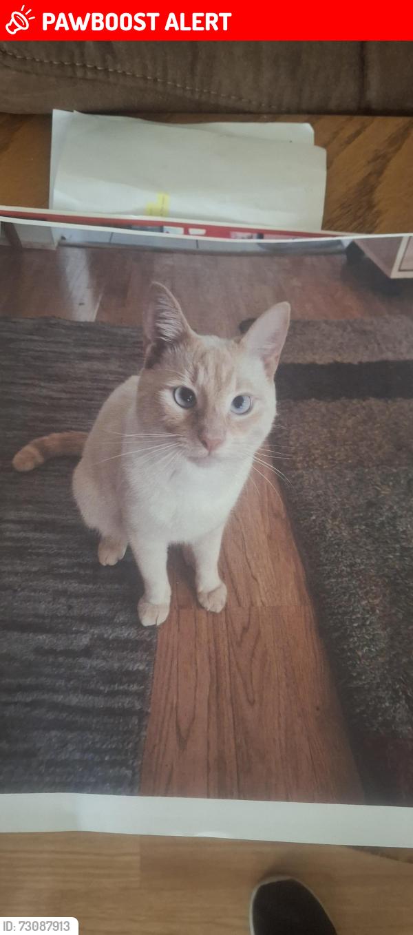 Lost Male Cat last seen Tanlaw Court, New Hanover County, NC 28412