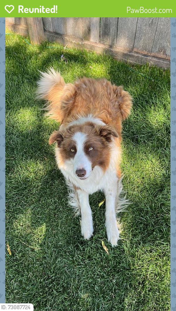Reunited Male Dog last seen Joseph, Otis Orchards-East Farms, WA 99027