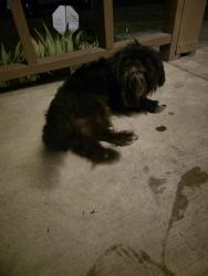 Found/Stray Female Dog last seen Triangle park, Modesto, CA 95350