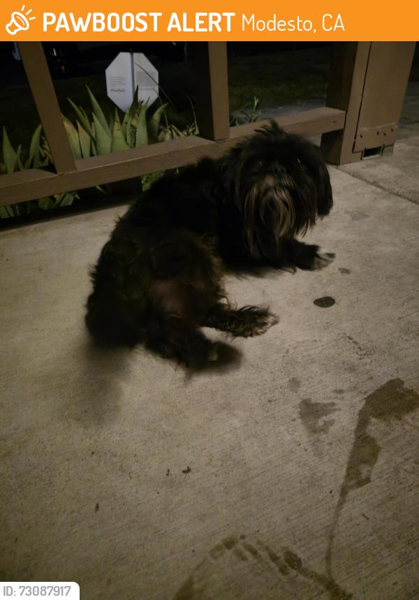 Found/Stray Female Dog last seen Triangle park, Modesto, CA 95350