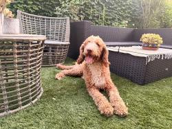 Found/Stray Male Dog last seen Eucalyptus & San Antonio CHINO CA, Chino, CA 91710