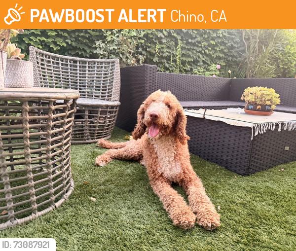 Found/Stray Male Dog last seen Eucalyptus & San Antonio CHINO CA, Chino, CA 91710
