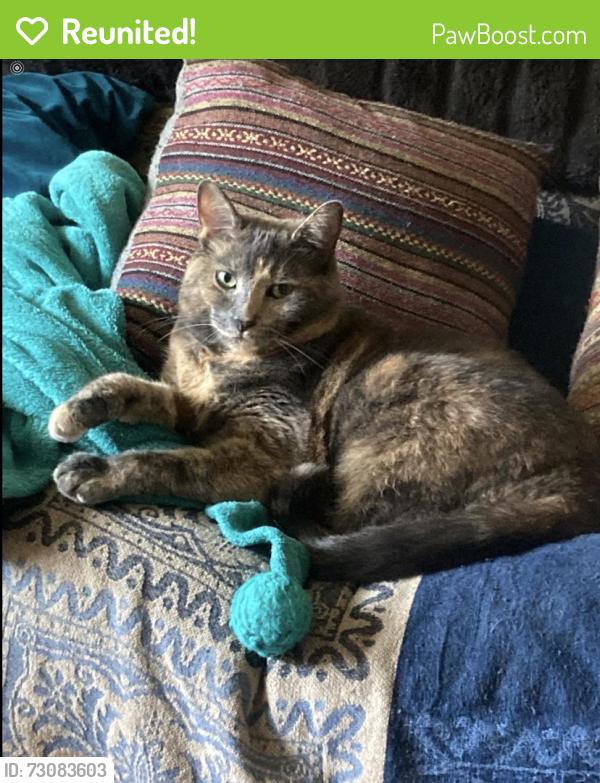 Reunited Female Cat last seen Feist and Diamond, Pottstown, PA 19464