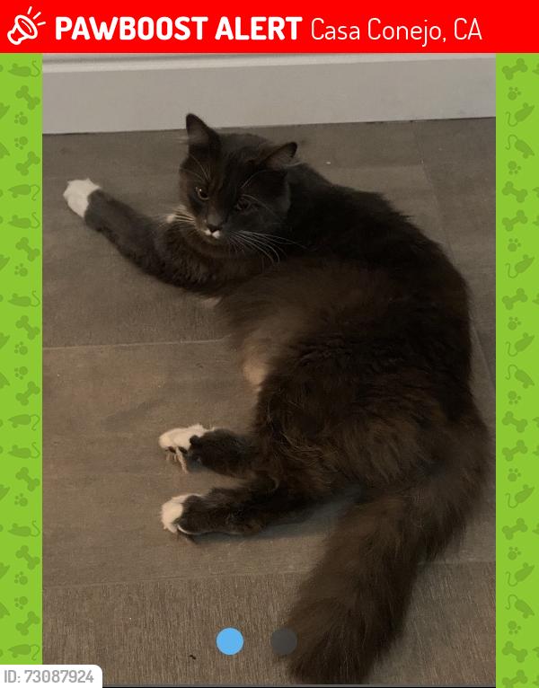 Lost Female Cat last seen Near Louis Newbury park, Casa Conejo, CA 91320