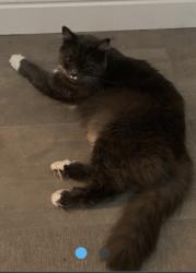 Lost Female Cat last seen Near Louis Newbury park, Casa Conejo, CA 91320