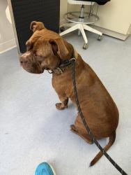 Found/Stray Female Dog last seen NW 10th St and McKinley, Oklahoma City, OK 73106