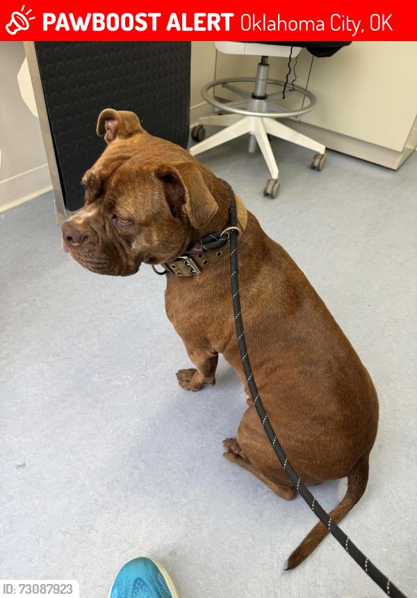 Found/Stray Female Dog last seen NW 10th St and McKinley, Oklahoma City, OK 73106