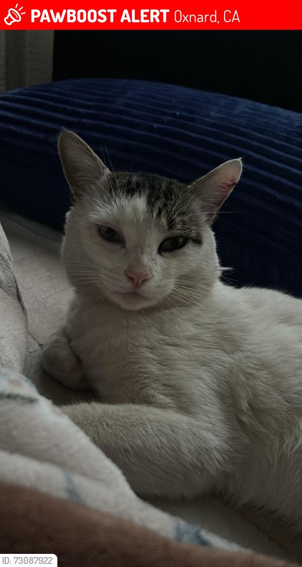 Lost Male Cat last seen Oxnard california, Oxnard, CA 93036