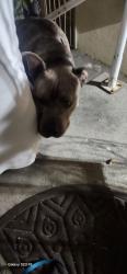 Found/Stray Female Dog last seen 59th st overhill, View Park-Windsor Hills, CA 90043