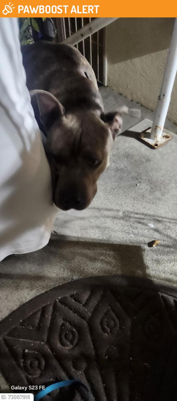 Found/Stray Female Dog last seen 59th st overhill, View Park-Windsor Hills, CA 90043