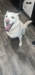 Found/Stray Female Dog last seen Dewane, El Cajon, CA 92020