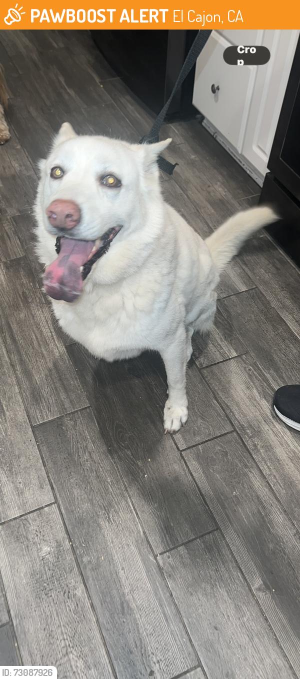 Found/Stray Female Dog last seen Dewane, El Cajon, CA 92020
