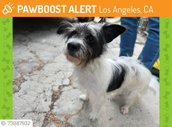 Found/Stray Female Dog last seen Locke and Edison Street 90032, Los Angeles, CA 90032