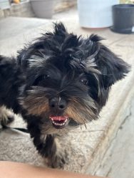 Lost Male Dog last seen Gregg st, Big Spring, TX 79720