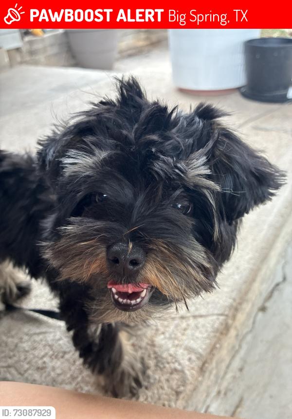 Lost Male Dog last seen Gregg st, Big Spring, TX 79720