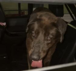 Found/Stray Unknown Dog last seen Target, Kemah, TX 77565