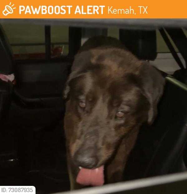 Found/Stray Unknown Dog last seen Target, Kemah, TX 77565