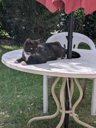 Lost Male Cat last seen Roca Way and Vista Oak Way, Sacramento, CA 95842