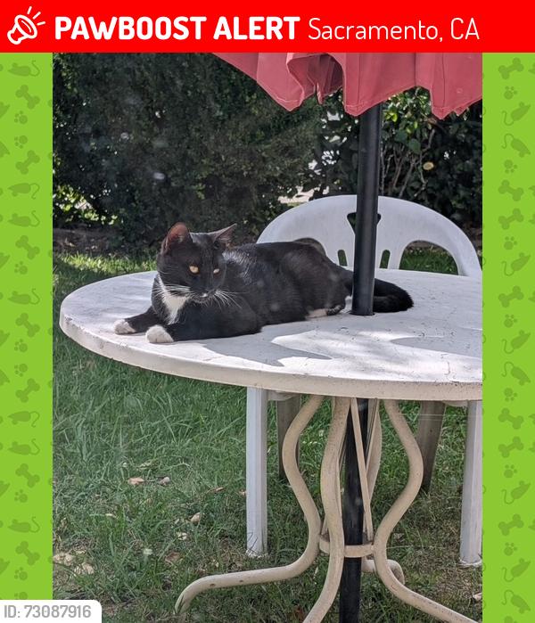 Lost Male Cat last seen Roca Way and Vista Oak Way, Sacramento, CA 95842