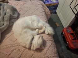 Lost Male Cat last seen Johnson rd, Milton, FL 32570