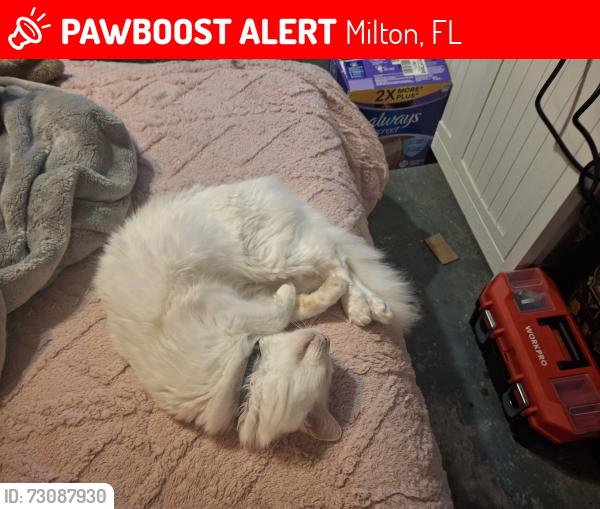 Lost Male Cat last seen Johnson rd, Milton, FL 32570