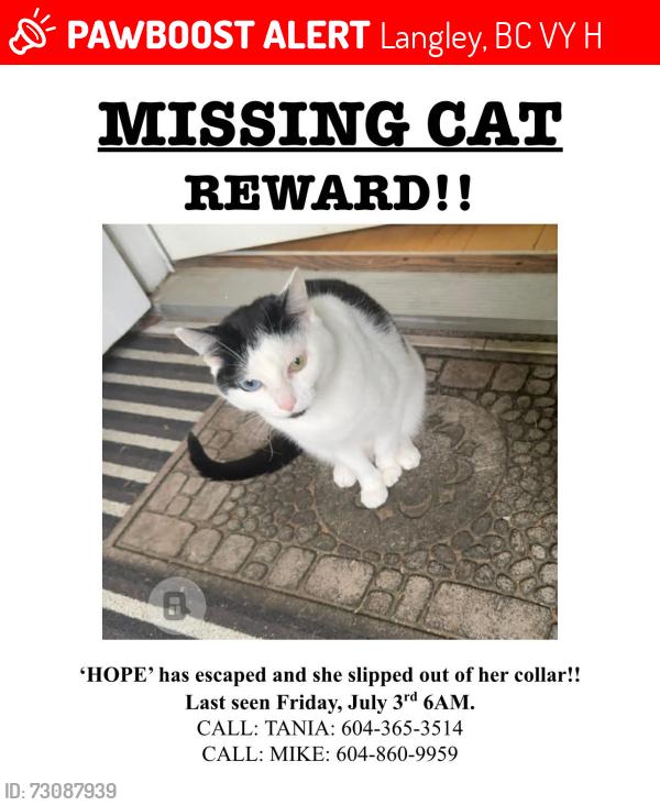 Lost Female Cat last seen Near 68th, Langley, BC V2Y 1H6