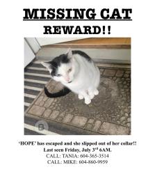 Lost Female Cat last seen Near 68th, Langley, BC V2Y 1H6