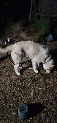 Found/Stray Male Dog last seen Branch and Avril, Flint, MI 48502