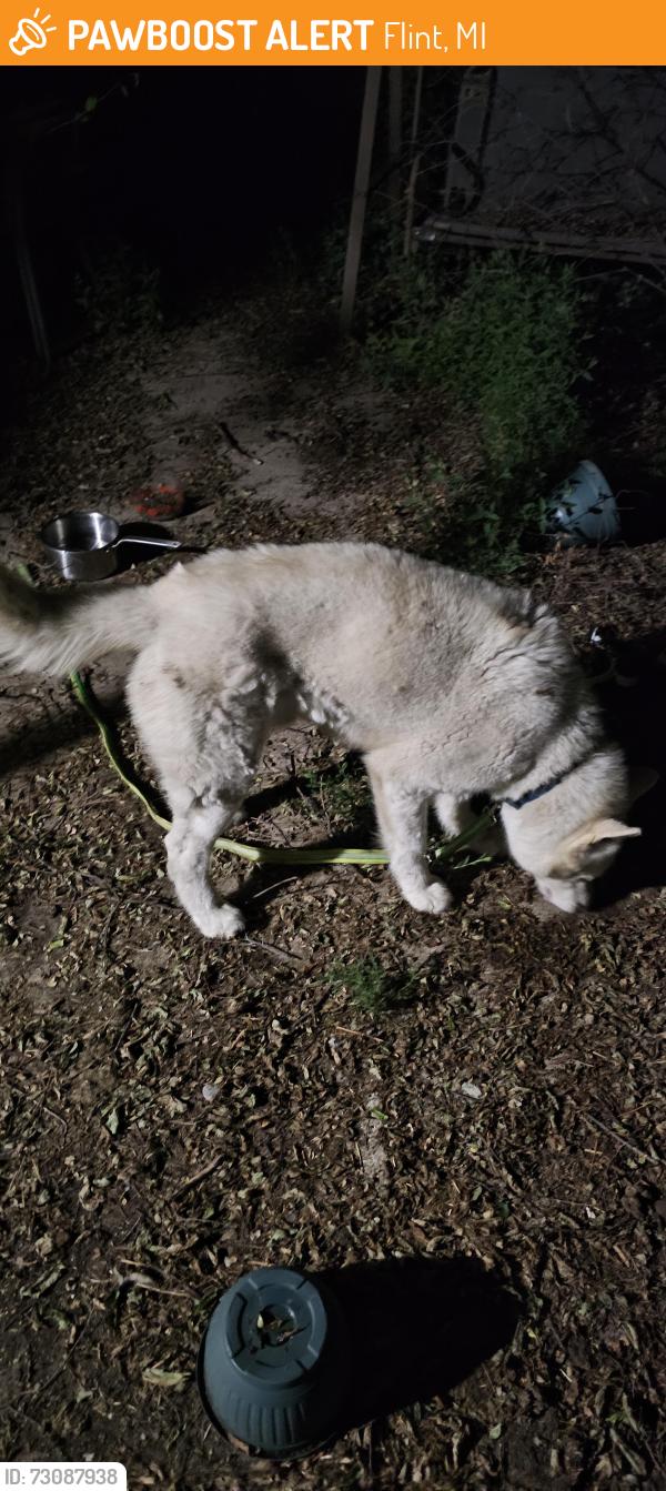 Found/Stray Male Dog last seen Branch and Avril, Flint, MI 48502