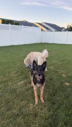 Lost Male Dog last seen N boysenberry loop, Hayden, ID 83835