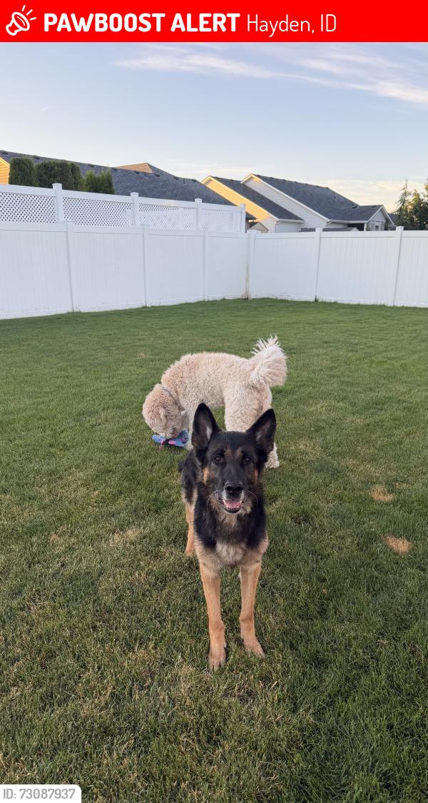 Lost Male Dog last seen N boysenberry loop, Hayden, ID 83835