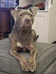Lost Male Dog last seen Dollar general, Cartersville, GA 30121