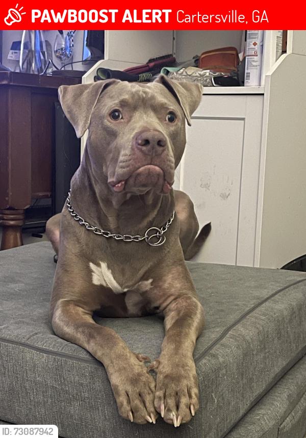 Lost Male Dog last seen Dollar general, Cartersville, GA 30121