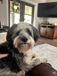 Reunited Male Dog last seen Grant road near gold rush , Grant-Valkaria, FL 32949