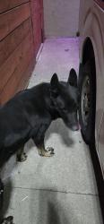 Found/Stray Male Dog last seen Lowell ave and holly dr tracy 96376, Tracy, CA 95376