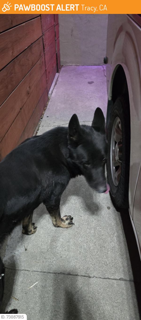Found/Stray Male Dog last seen Lowell ave and holly dr tracy 96376, Tracy, CA 95376