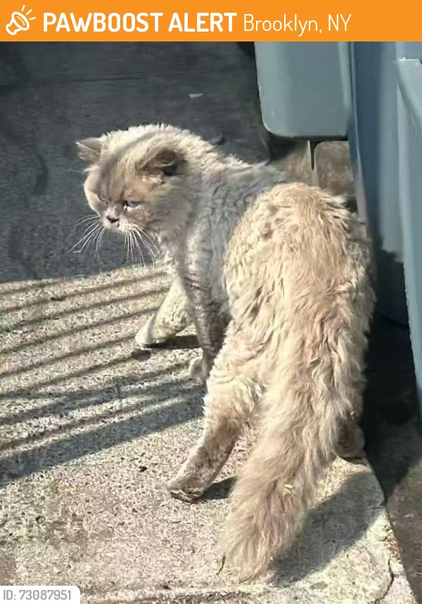 Found/Stray Male Cat last seen 9th Ave & 58/59 St, Brooklyn, NY 11220