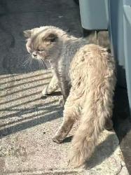 Found/Stray Male Cat last seen 9th Ave & 58/59 St, Brooklyn, NY 11220