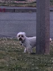 Found/Stray Unknown Dog last seen Southview drive and woollen RD, Burlington, WA 98233