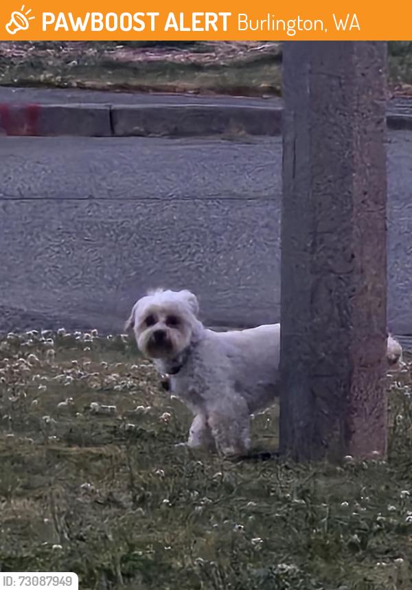 Found/Stray Unknown Dog last seen Southview drive and woollen RD, Burlington, WA 98233