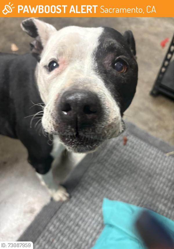 Found/Stray Female Dog last seen Mendal, Sacramento, CA 95833