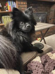Found/Stray Male Dog last seen Lynn knolls, Aurora, CO 80011