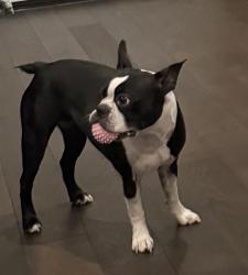 Lost Female Dog last seen Portola & 218, Del Rey Oaks, CA 93940